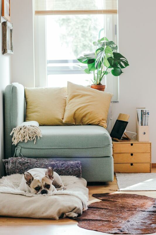 Dog relaxing at home. JAM Organizing: Professional Organizer in Wilmington, NC specializing in Home Organization and Home Office Organization. Blog Post: 3 Ways to Make Your New House Feel Like a Home